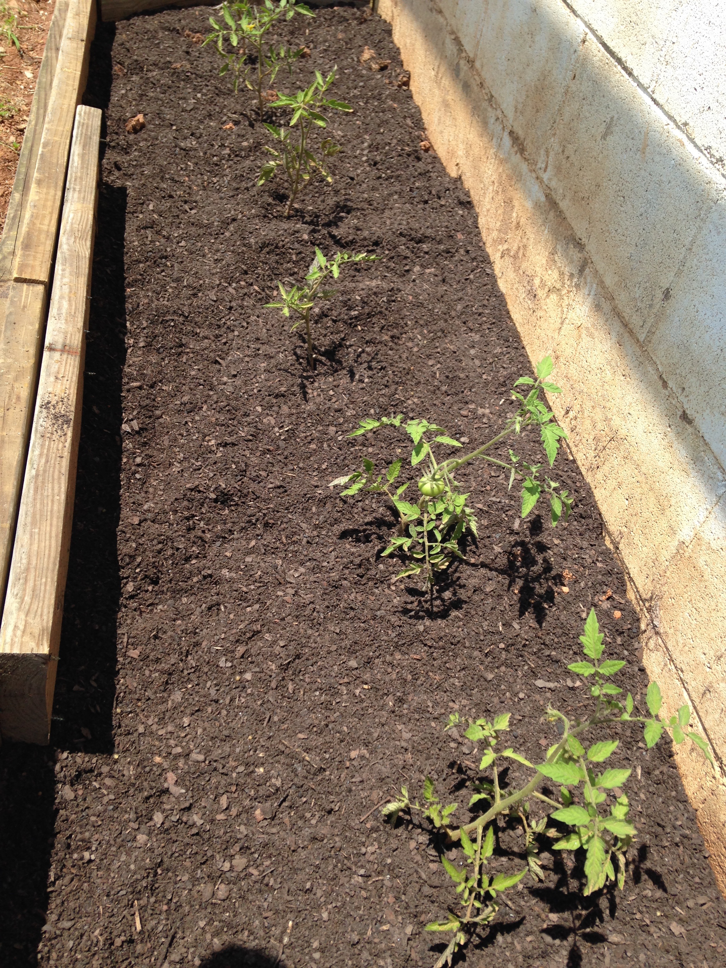 Christy Deaver - Tomato garden growing.